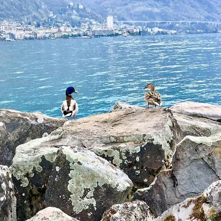 Lake View Appartement Montreux